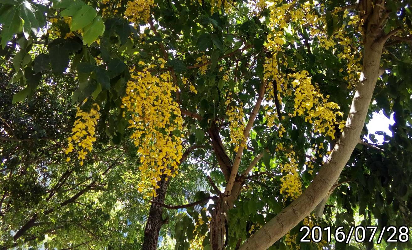 阿勃勒、Cassia fistula, golden shower tree